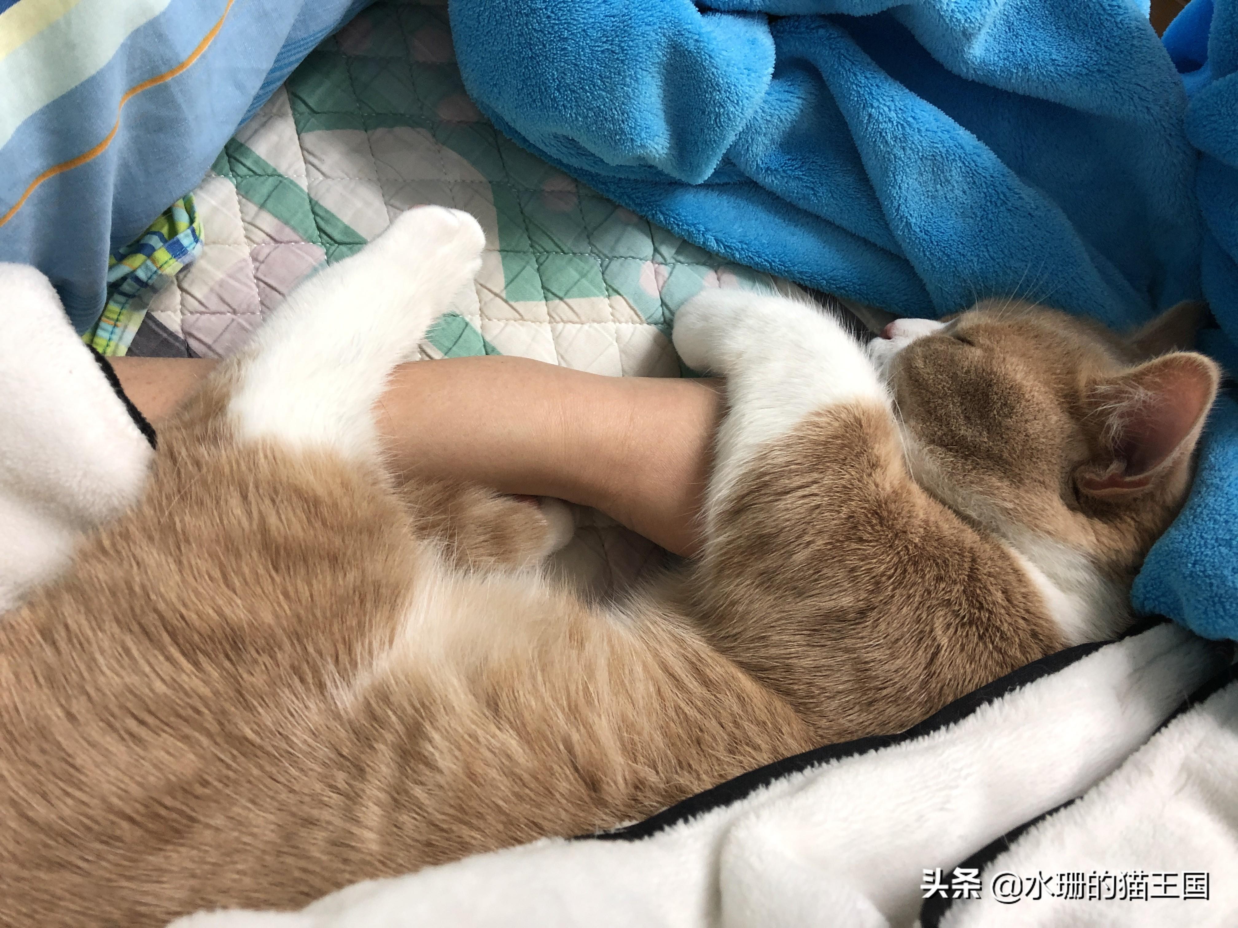 刚出生的小猫多久可以碰（刚出生的猫崽怎样护理比较好）