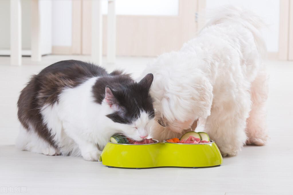 猫粮和狗粮能互相吃吗(猫粮和狗粮的区别在哪里)