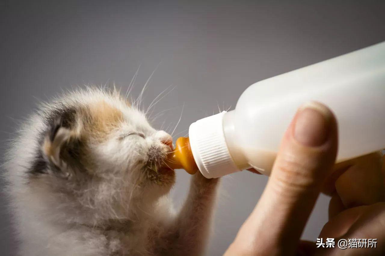 刚生出来的小猫可以喝牛奶吗(猫咪喝牛奶的好处有哪些)
