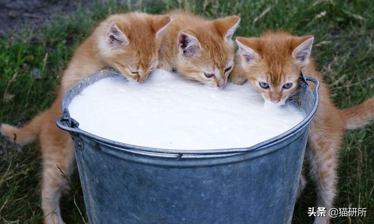 刚生出来的小猫可以喝牛奶吗(猫咪喝牛奶的好处有哪些)