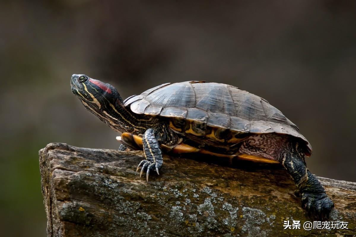巴西龟干养一晚能死吗,巴西龟离开水能活多长时间