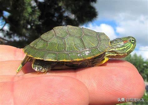 巴西龟干养一晚能死吗,巴西龟离开水能活多长时间