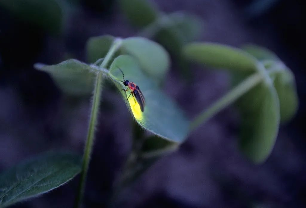 萤火虫吃什么食物怎么吃,昆虫记萤火虫概括主要内容