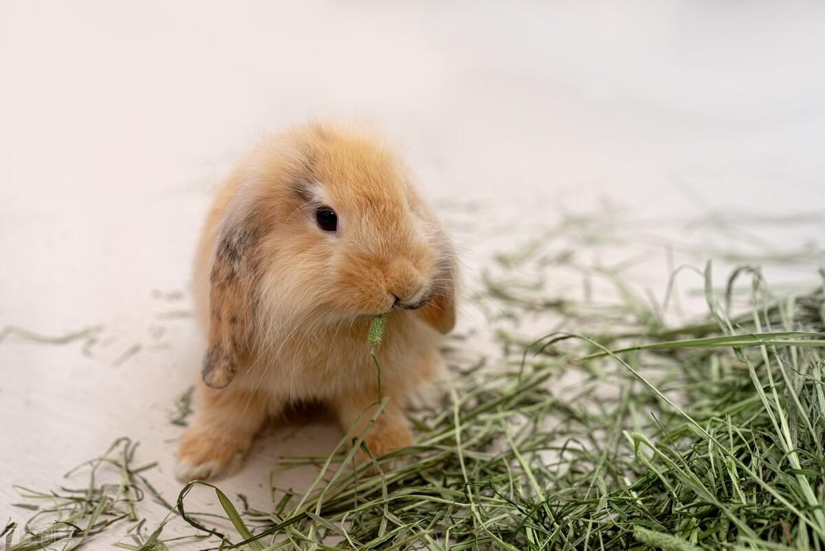 兔子能吃香蕉吗尤其是熊猫兔,兔子吃什么缓解便秘