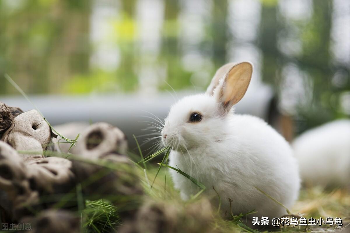 宠物兔子可以吃香蕉吗,兔子爱吃什么东西和都能吃什么