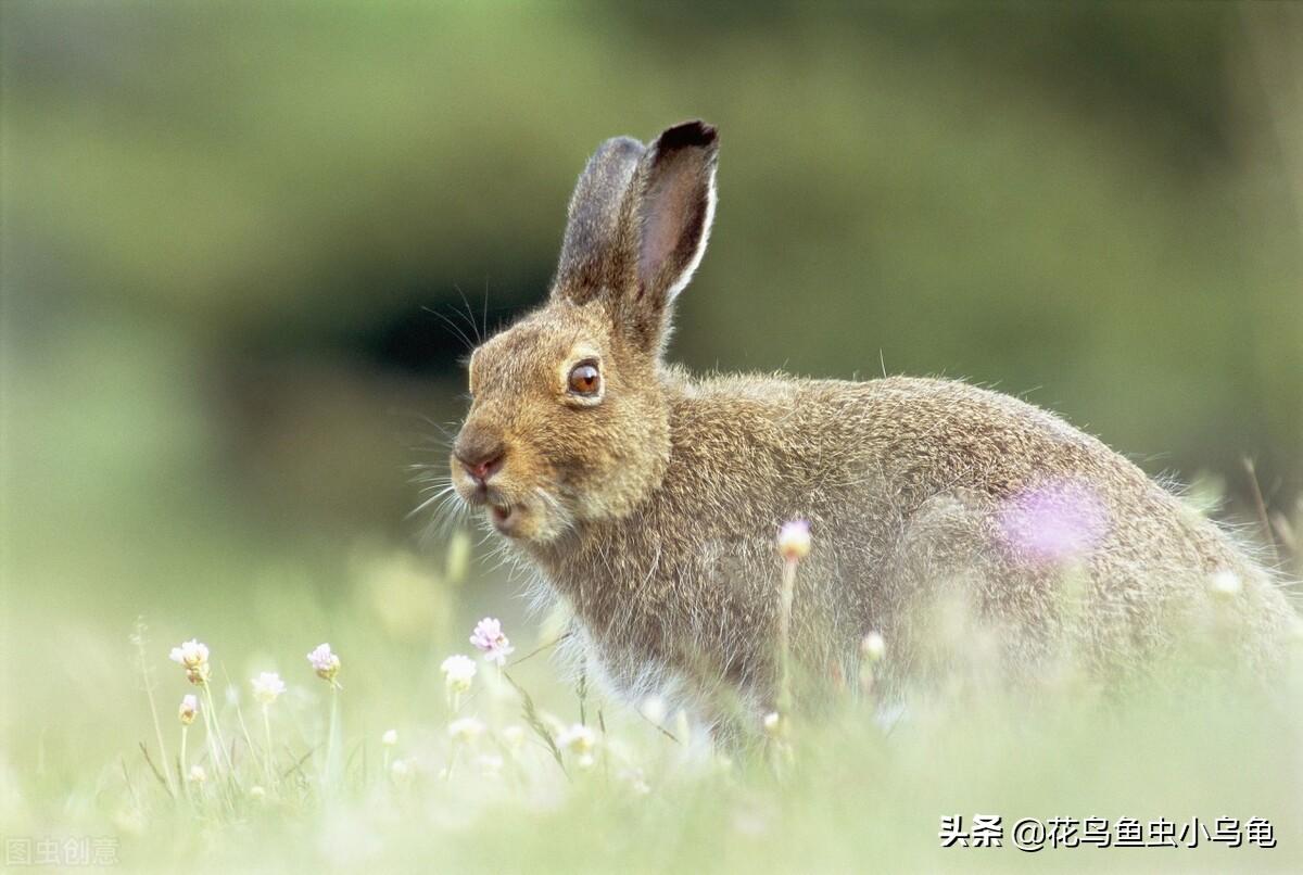 宠物兔子可以吃香蕉吗,兔子爱吃什么东西和都能吃什么
