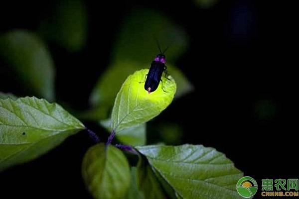 萤火虫吃什么食物怎么吃,萤火虫如何饲养方法