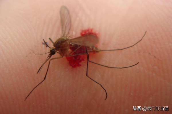 怎么抓蚊子一般躲在卧室哪里,打蚊子的技巧和方法