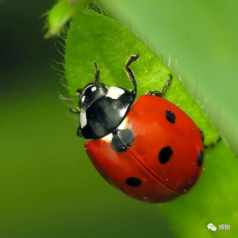 瓢虫吃什么东西作为食物，瓢虫身上的斑点跟什么有关联