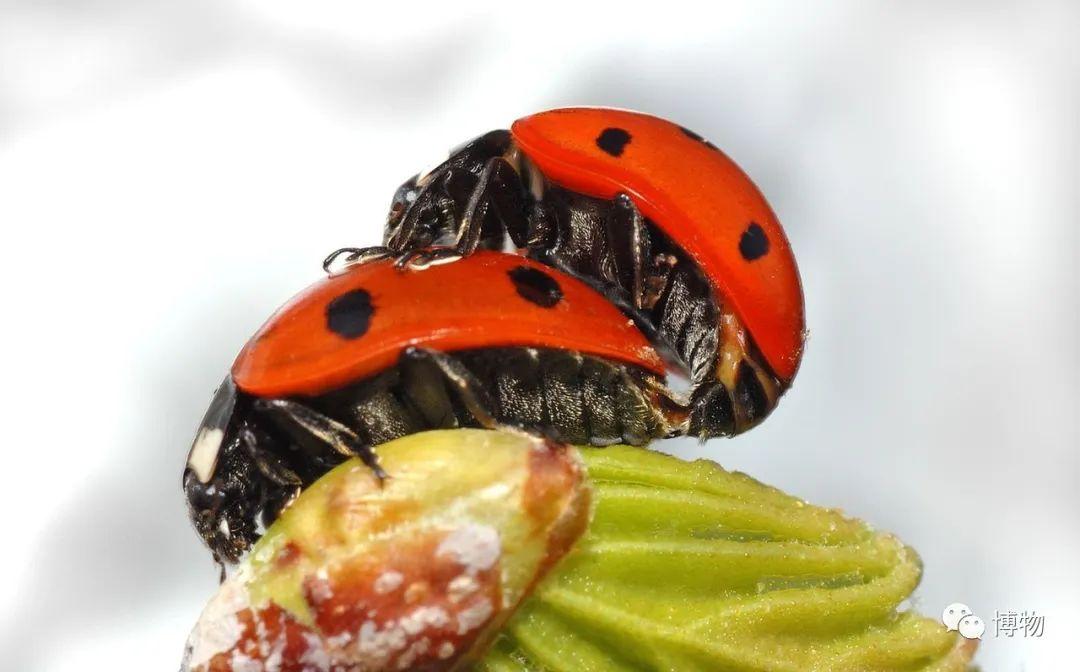 瓢虫吃什么东西作为食物，瓢虫身上的斑点跟什么有关联