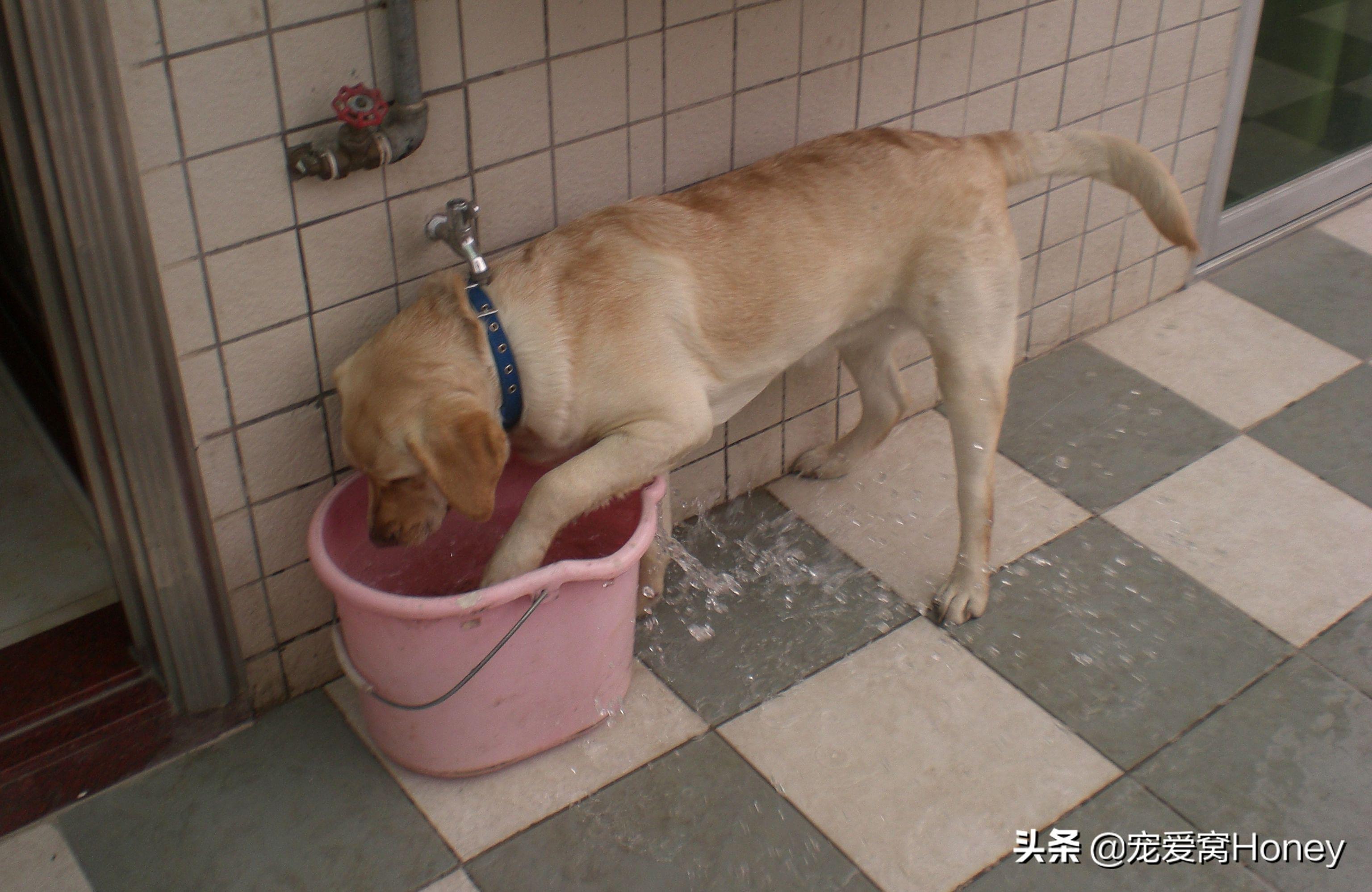 宠物狗能喝自来水吗为什么,宠物喝自来水还是纯净水好