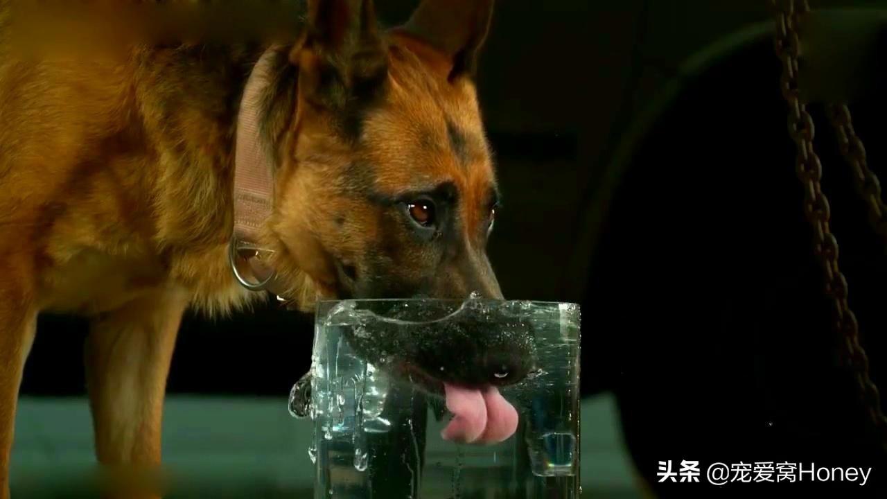 宠物狗能喝自来水吗为什么,宠物喝自来水还是纯净水好