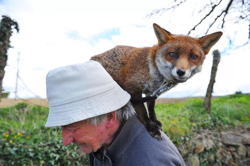 狐狸会保护主人吗为什么,狐狸表达爱意的方式是什么
