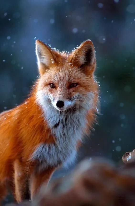 狐狸会保护主人吗为什么,狐狸表达爱意的方式是什么