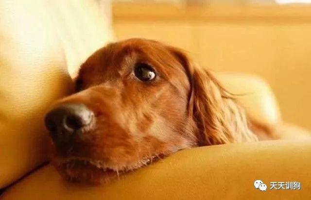 拉布拉多狗的记忆有多久,狗的记忆力是人的几倍
