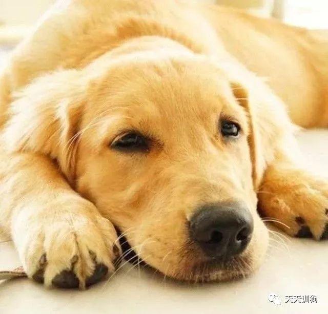 拉布拉多狗的记忆有多久,狗的记忆力是人的几倍