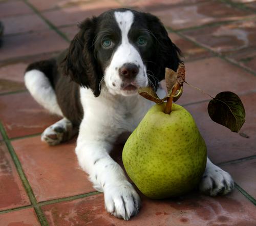 狗狗能吃的水果和蔬菜有哪些,狗狗可以长期吃的蔬菜
