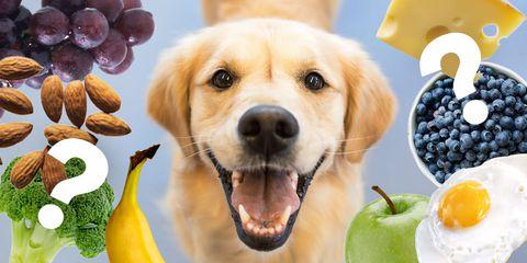 狗能吃牛油果吗为什么,狗吃牛油果一定会中毒吗