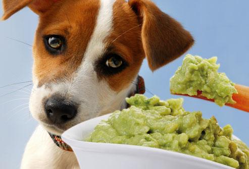狗能吃牛油果吗为什么,狗吃牛油果一定会中毒吗
