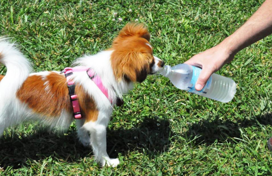 狗狗可以喝自来水吗,狗狗不能喝的五种水有哪些