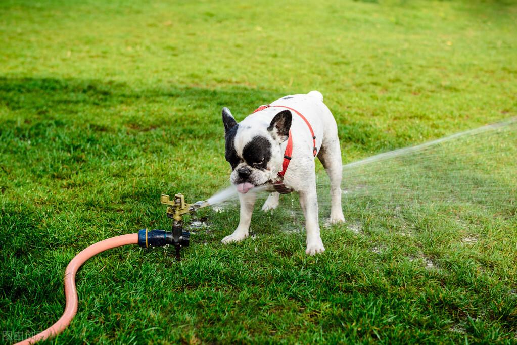 狗狗可以喝自来水吗,狗狗不能喝的五种水有哪些