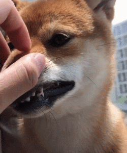狗掉牙齿正常的吗旁边还有血，狗掉牙以后能活几年