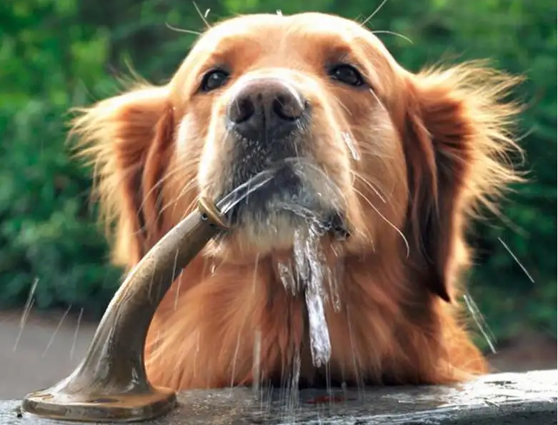宠物狗可以喝自来水吗为什么，狗狗不能喝的6种水有哪些