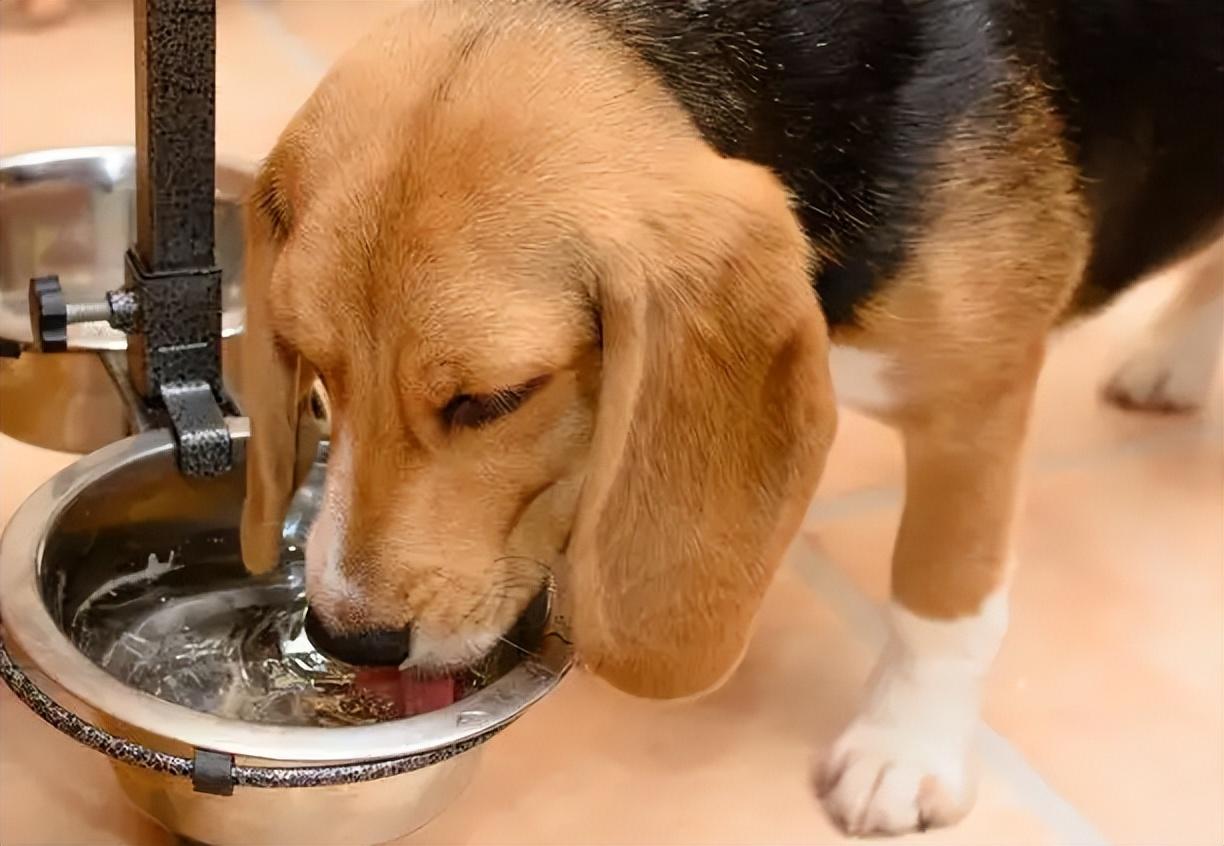 宠物狗可以喝自来水吗为什么，狗狗不能喝的6种水有哪些