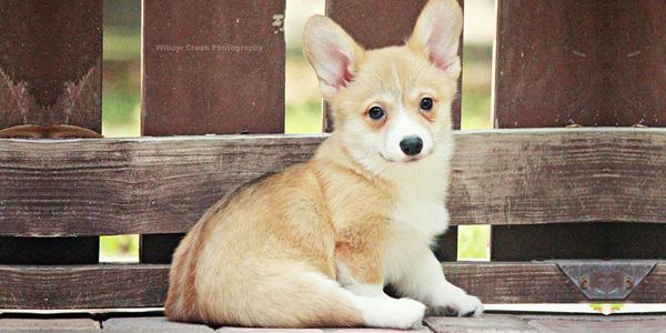大耳朵的狗狗都是什么品种图片，大耳朵犬种大全介绍