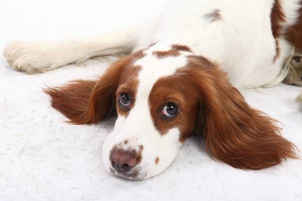大耳朵的狗狗都是什么品种图片，大耳朵犬种大全介绍