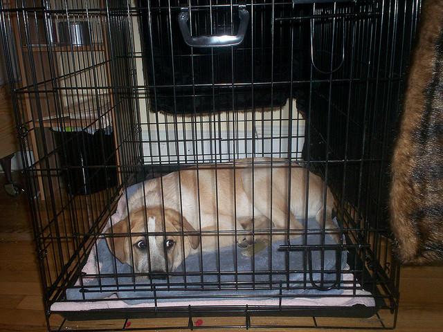 2个月小狗在笼子里总叫怎么解决，幼犬进笼子一直叫怎么办