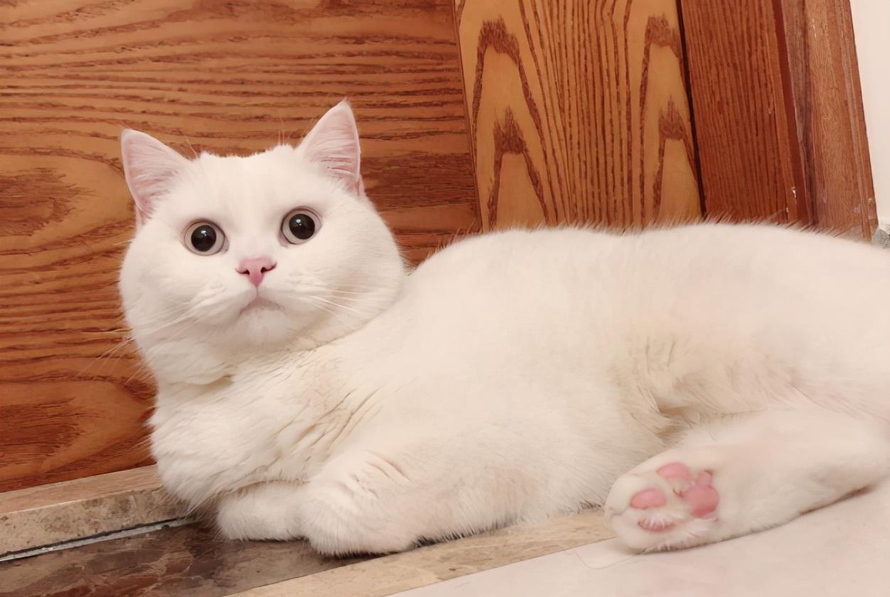 纯白英短是什么猫配的，英短猫什么颜色贵一点