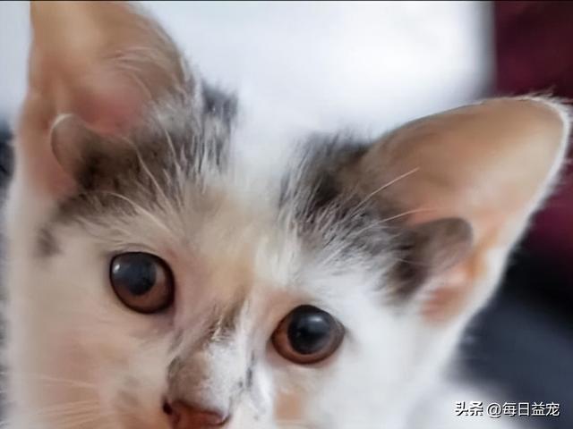 猫的耳朵的形状和特点是什么，四个耳朵的猫是什么猫品种