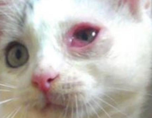 猫咪眼睛肿了一只是什么原因引起的（猫咪眼部护理怎么做好）