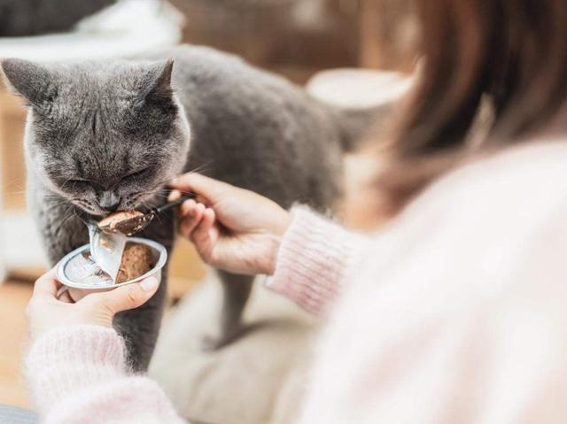 猫咪不吃猫粮怎么办只吃零食可以吗（猫吃零食危害有哪些表现症状）