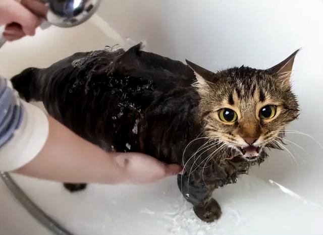 小猫可以洗澡吗臭臭的怎么回事(宠物店给猫猫洗澡要多少钱一次)