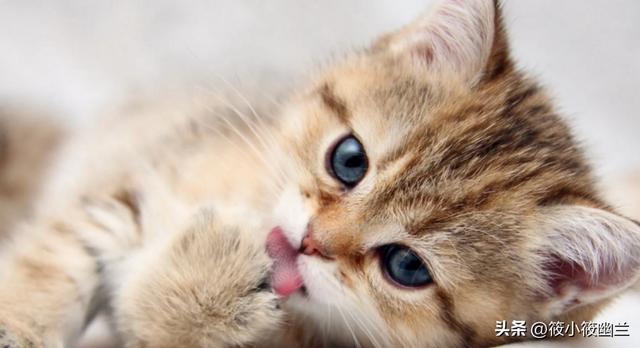 猫咪除了吃猫粮还能吃什么东西好（什么食物可以代替猫粮给猫吃）