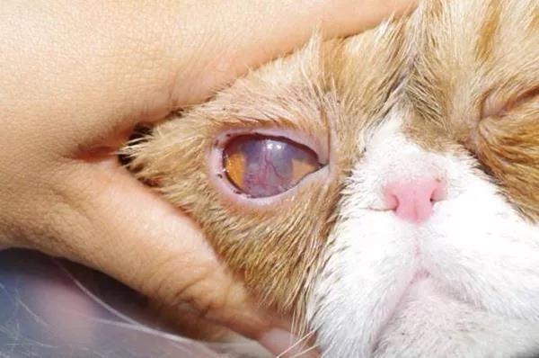 猫咪眼睛肿了一只是什么原因引起的（猫咪眼部护理怎么做好）