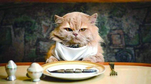 猫咪不吃猫粮怎么办只吃零食可以吗（猫吃零食危害有哪些表现症状）