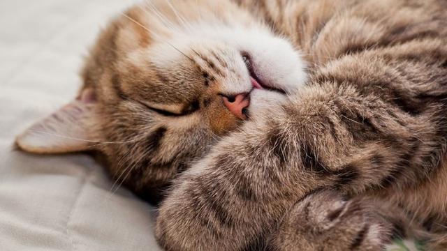 猫有多信任你,看睡觉的位置就知道,猫幸福的表现有哪些