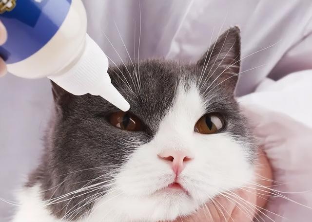 布偶猫猫鼻支和感冒的区别是什么（猫鼻支的家庭治疗方法土猫）