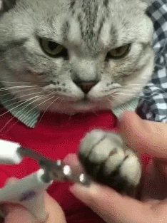 怎么给猫剪指甲不让它反抗，让猫咪自愿剪指甲的小妙招