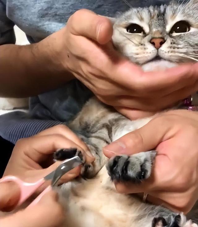 怎么给猫剪指甲不让它反抗，让猫咪自愿剪指甲的小妙招