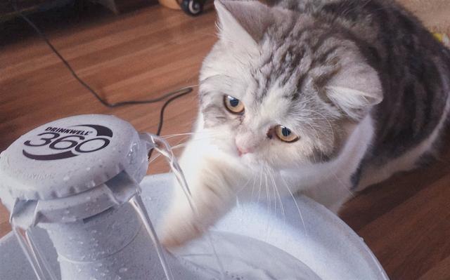 猫咪可以喝什么水比较好，怎么训练幼猫喝水的方法