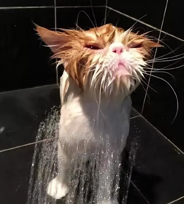 小猫可以洗澡吗臭臭的怎么回事(宠物店给猫猫洗澡要多少钱一次)