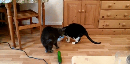 猫咪可以吃黄瓜吗?为什么，猫为什么怕黄瓜百科