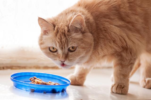 猫吃塑料袋怎么回事（猫不小心吃了塑料能拉出来吗）