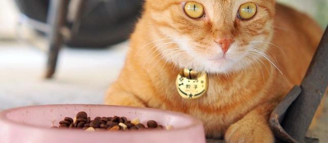 美短猫怎么养 美短猫喂养注意事项（错误的猫咪喂食方式有哪些表现）