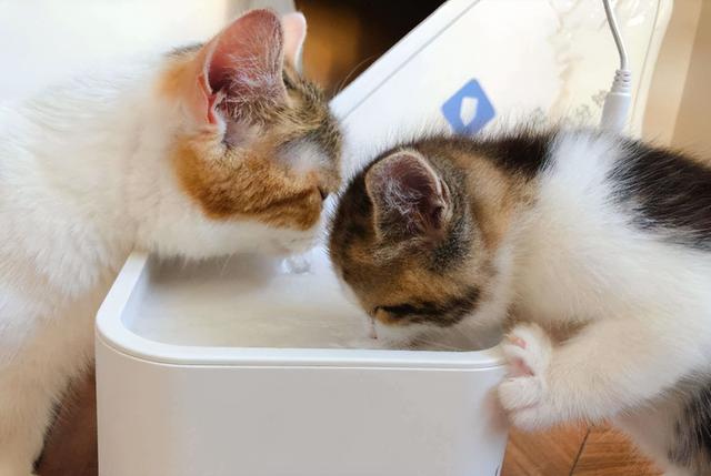猫咪可以喝什么水比较好，怎么训练幼猫喝水的方法