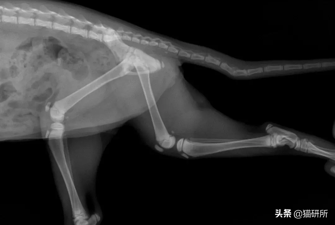 猫咪腿骨折了能否自愈,多久能恢复(了解宠物骨折处理的实用方法)